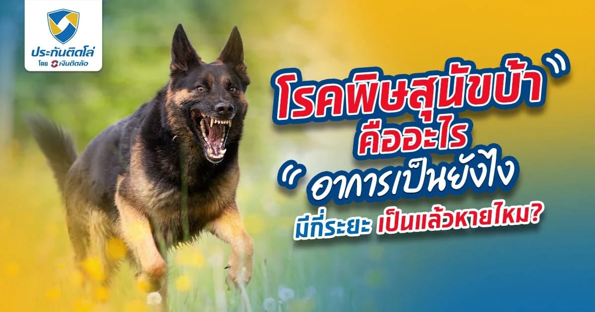โรคพิษสุนัขบ้าคืออะไร ถ้าติดเชื้อจะอันตรายถึงชีวิตหรือเปล่า?