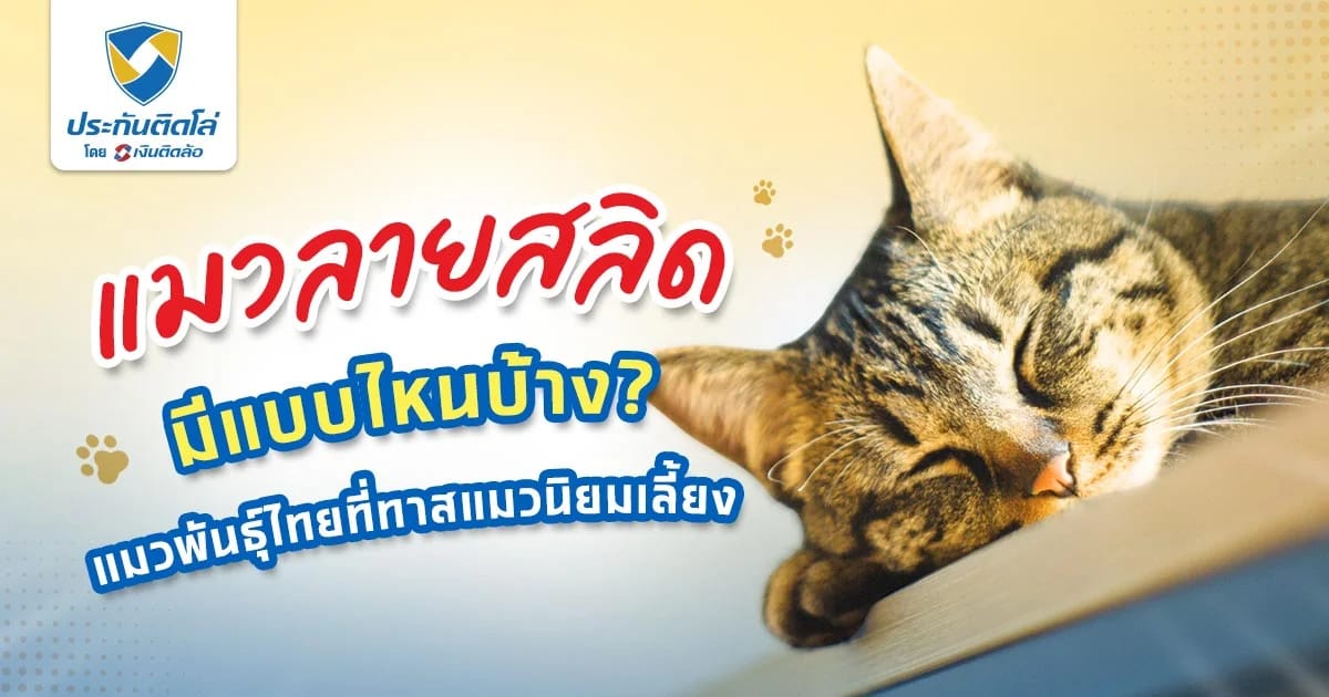 แมวลายสลิด เลี้ยงแล้วนำโชคจริงไหม เผยนิสัย พร้อมสายพันธุ์