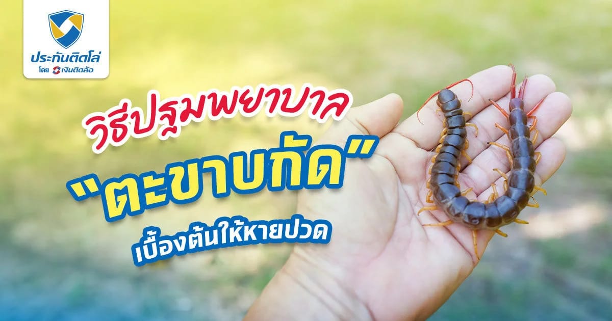ตะขาบกัด อาการเป็นยังไง อันตรายถึงชีวิต ต้องรีบรักษา!