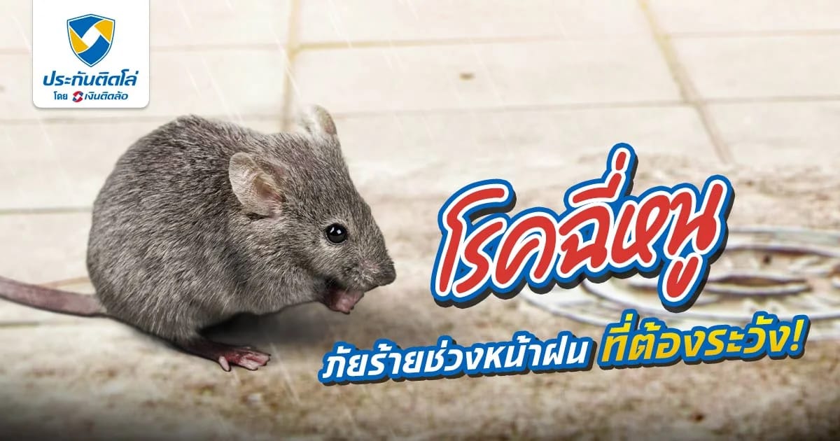 ช่วงหน้าฝน มีน้ำท่วมขัง ระวังการติดต่อของโรคฉี่หนู