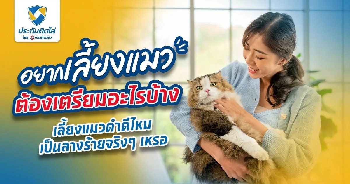 เลี้ยงแมวต้องเตรียมอะไรบ้าง ถ้าเลี้ยงแมวดำจะโชคร้ายจริงเหรอ?