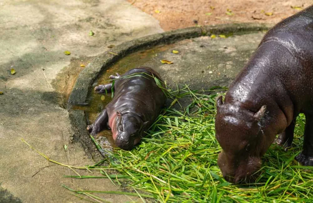 สวนสัตว์เปิดเขาเขียว